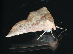 Mnesampela privata