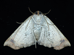 Mnesampela privata