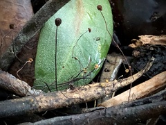 Cryptomarasmius corbariensis