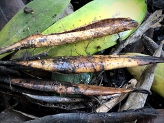 Cryptomarasmius corbariensis