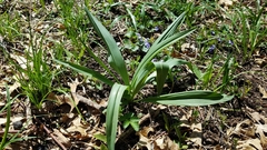 Allium burdickii