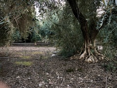 Cryptomarasmius corbariensis