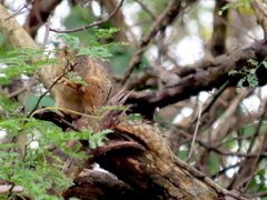 Notocitellus annulatus