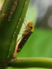 Aulacizes conspersa