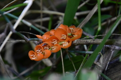 Stromanthe jacquinii