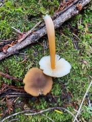 Entoloma formosum