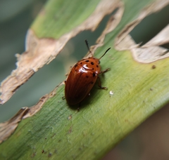 Mycotretus nigropunctatus
