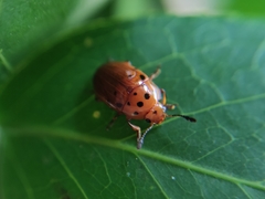 Mycotretus nigropunctatus
