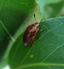 Mycotretus nigropunctatus