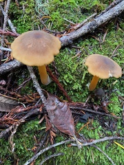 Entoloma formosum