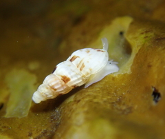 Exaesopus subturritus