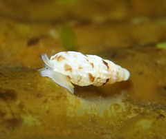 Exaesopus subturritus