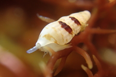 Exaesopus subturritus