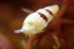 Exaesopus subturritus