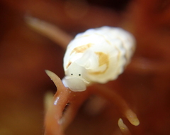 Exaesopus subturritus