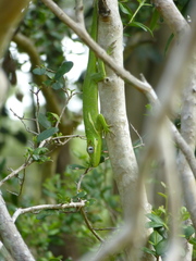 Anolis equestris