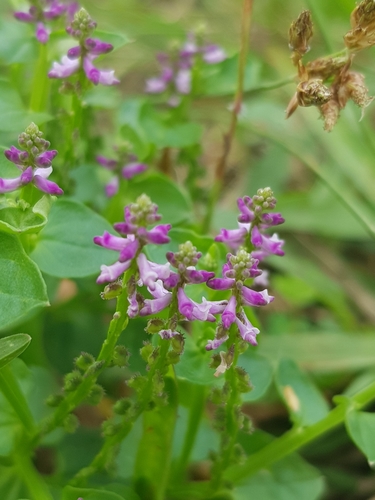Salomonia