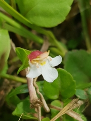 Wishbone flower (Torenia)