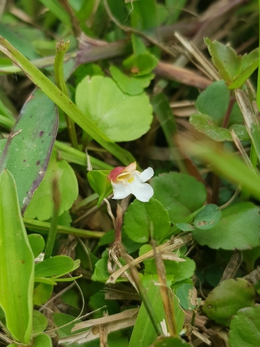 Image of Torenia polygonoides by (c) pbsg, some rights reserved (CC BY)
