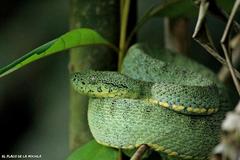 Bothrops bilineatus