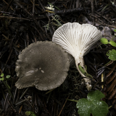 Spodocybe trulliformis