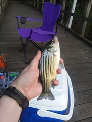 Morone mississippiensis