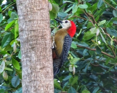 Melanerpes radiolatus