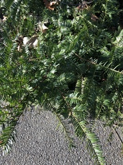 Cephalotaxus