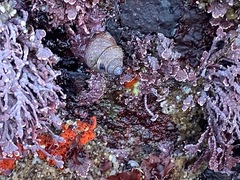Calliostoma ligatum