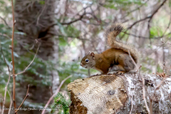 Tamiasciurus hudsonicus regalis