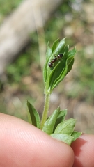 Camponotus subbarbatus
