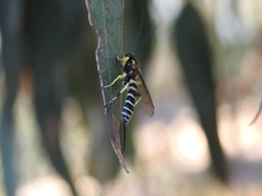 Sericopimpla
