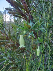 Billardiera longiflora