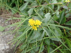Solidago leiocarpa
