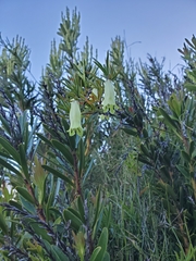 Billardiera longiflora