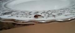Insecta