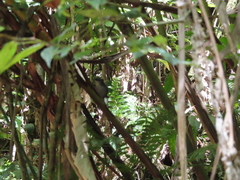 Basileuterus melanotis