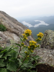 Solidago leiocarpa