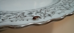 Insecta