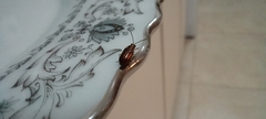 Insecta