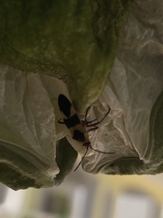 Oncopeltus cingulifer