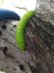 Actias truncatipennis