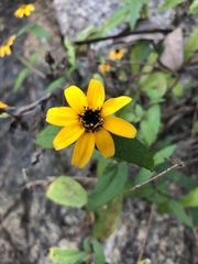 Zinnia maritima
