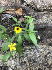 Zinnia maritima