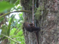 Premnoplex brunnescens