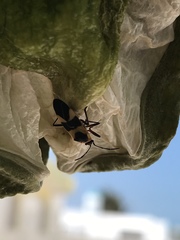 Oncopeltus cingulifer