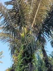 Arenga pinnata