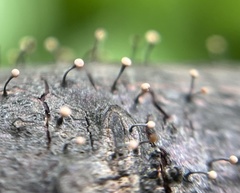 Bionectriaceae