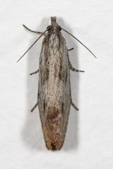 Hystrichophora