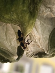 Oncopeltus cingulifer